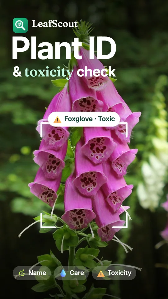 LeafScout identifying a plant from a photo